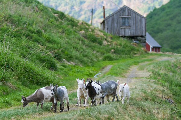 Norway Goats