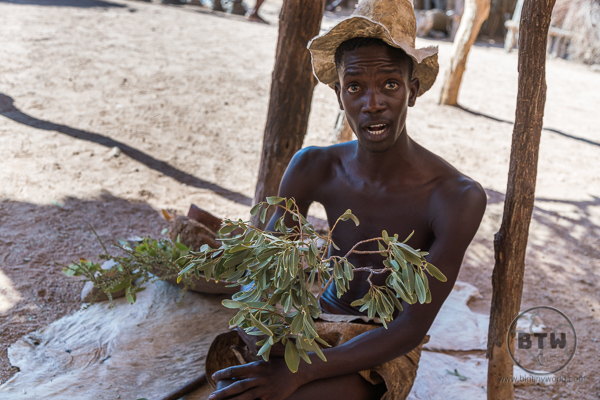Damara man showing herbs used for medicine