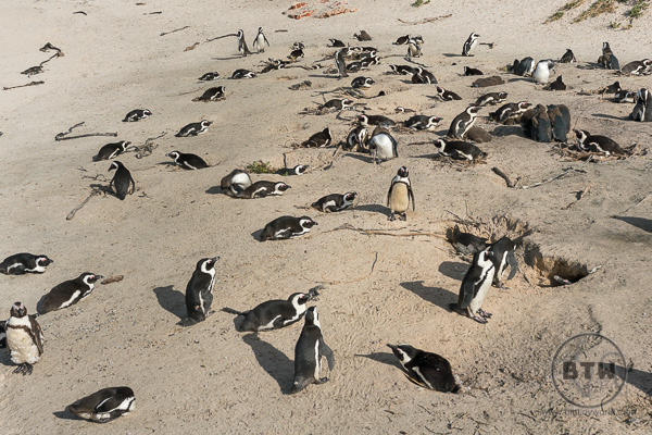 Several dozen penguins on Boulders Beach South African