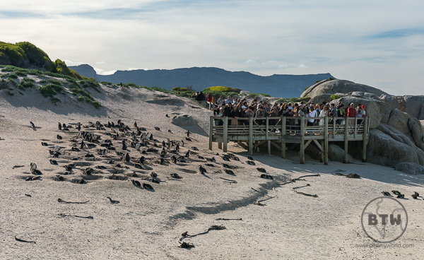 Penguins on Boulders Beach in South Africa - View from second boardwalk