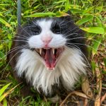Chispo, a longhair tux cat, yawning in the garden