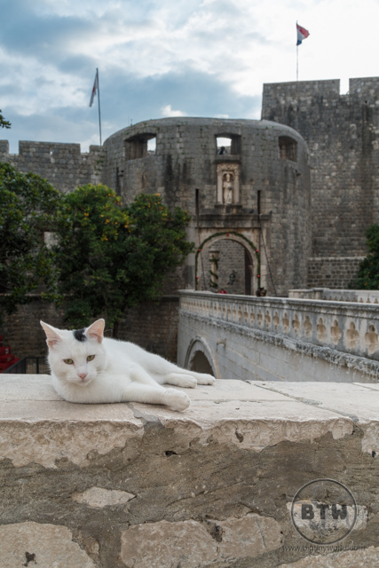 A cat lounging on a wall just outside of Dubrovnik, Croatia