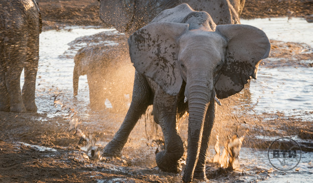 An elephant splashing in a watering hole in Etosha National Park, Namibia