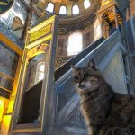 A tabby cat sitting at the altar in the Hagia Sophia in Istanbul, Turkey