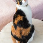 Kedi, a calico cat we catsat in Istanbul, looking back over her shoulder