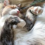 Lola, a longhair tabby and white cat, laying on her back in Portadown, Northern Ireland