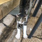 A tabby and white cat stretching in the streets of Zadar, Croatia