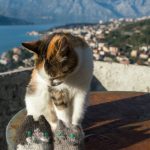 A cat sniffing at the travel kitties at the Kotor fortress ruins in Montenegro
