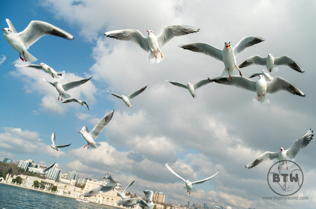 Istanbul Ferry Ride on Bosphorus Seagulls