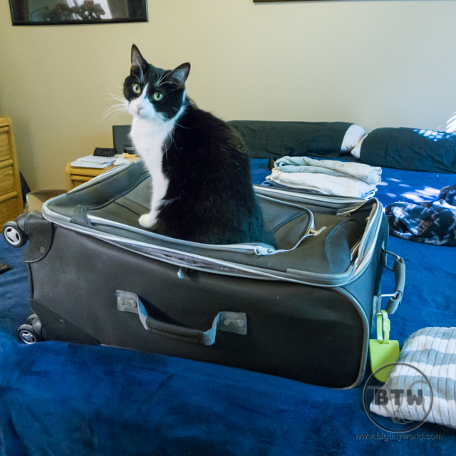 Our cat, Mochi, sitting on top of our suitcase | BIG tiny World Travel